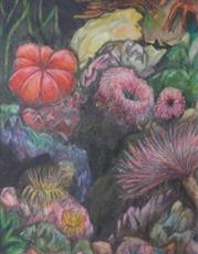 Val Tierney - Coral Reef VIII - Coloured Pencil